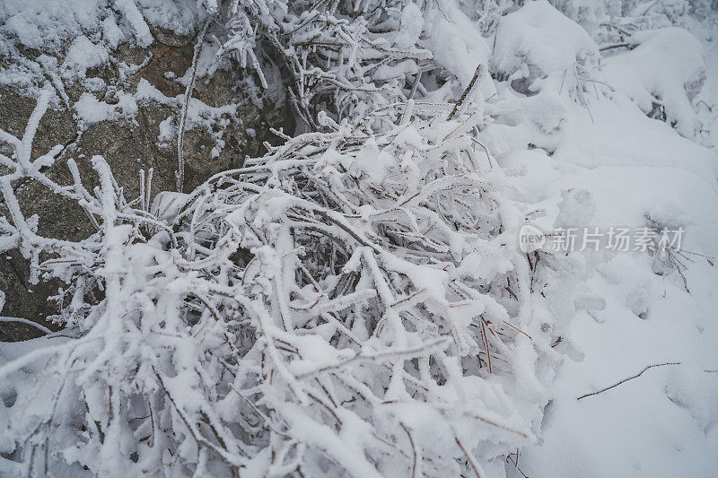 树枝上的雪(硬霜)