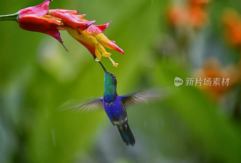 在雨中从黄色和红色的花中吸取花蜜的叉尾木纹蜂鸟