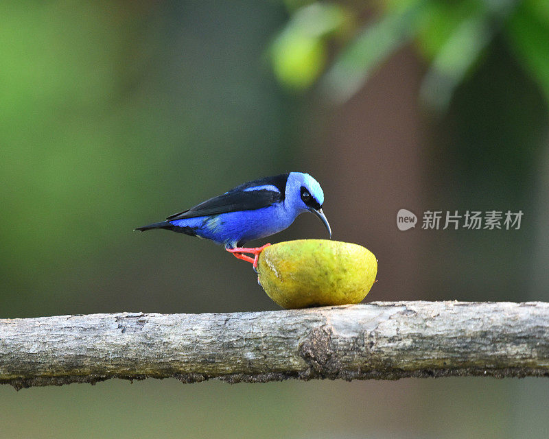 雄性红腿蜂