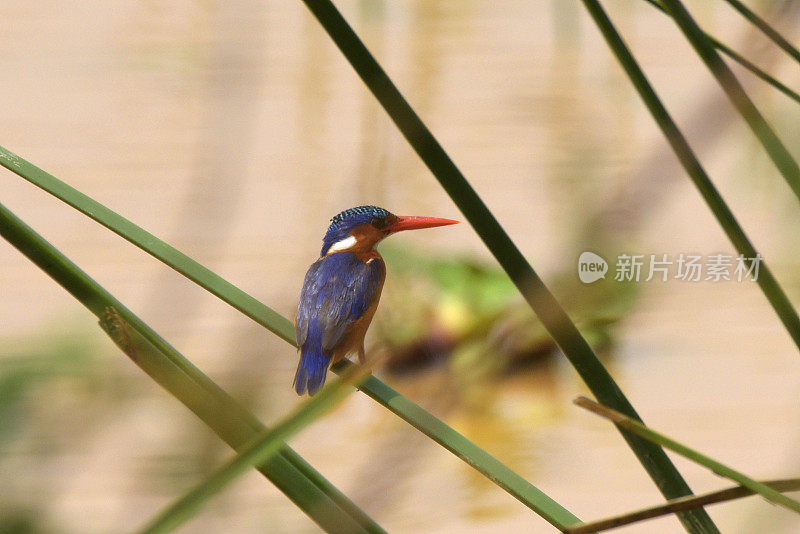 孔雀石翠鸟