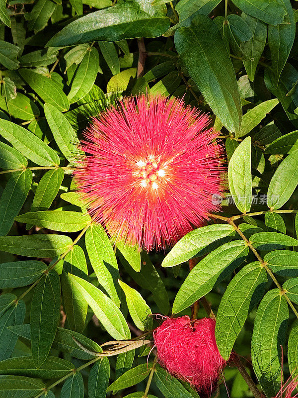 香港深水湾的花