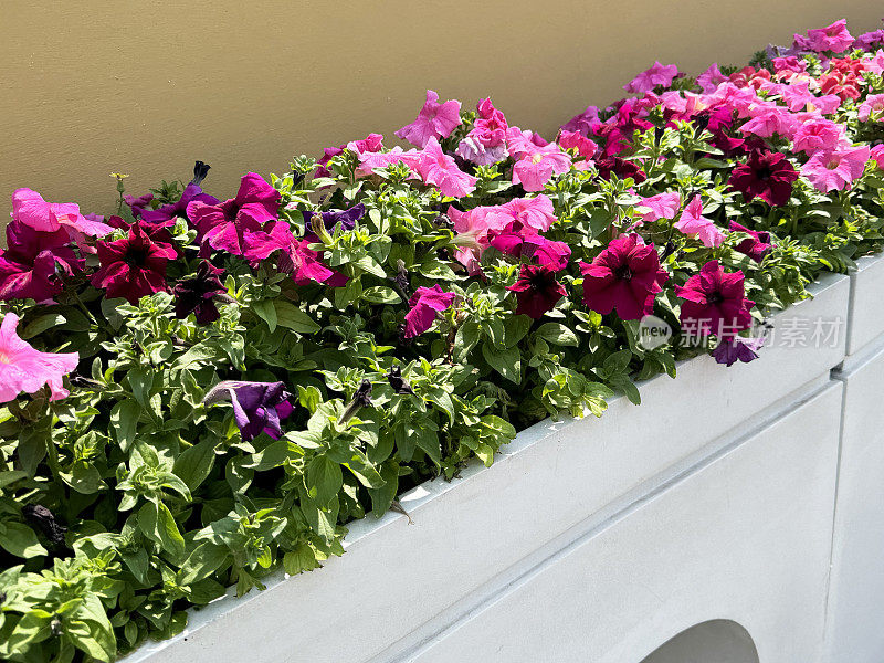 白色植物槽中的盆栽、彩色、开花、一年生、夏季垫层植物的图像，开花的矮牵牛花有不同的粉色和紫色色调，建筑外部背景