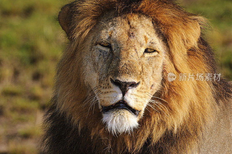 休息的野生雄性非洲狮特写