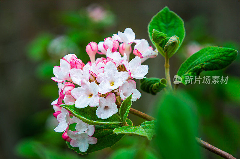 香料花