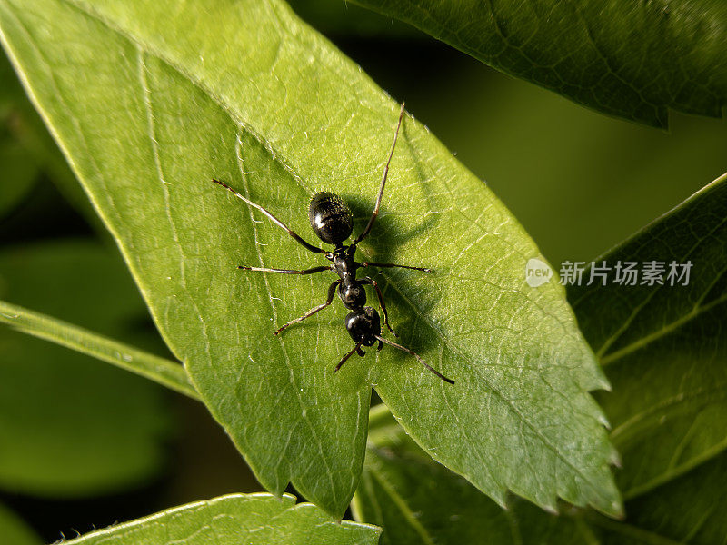 叶子上的大黑蚂蚁