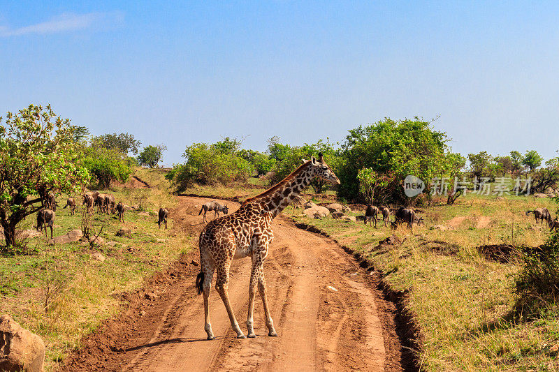 坦桑尼亚塞伦盖蒂国家公园里的长颈鹿和蓝角马。非洲野生动物