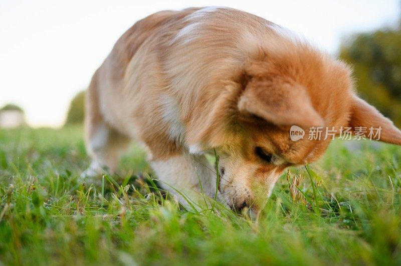 彭布罗克威尔士柯基犬在散步时在后院的草地上哼哼着，挖了一个洞，做着狗狗的事情。纯种狗在夏天呆在户外。