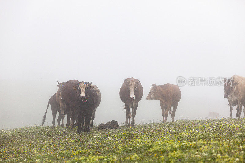 奶牛在山上行走。