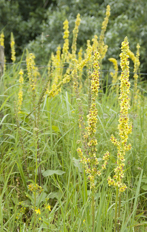 黑毛蕊花