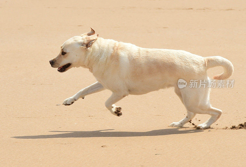 在沙滩上奔跑