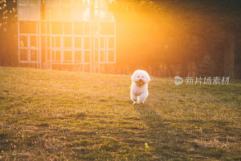 比熊在玩捡球