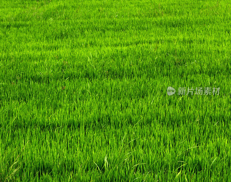 稻绿草甸