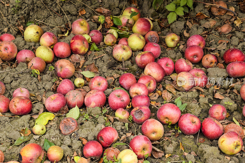 苹果果园。成行的树木和地下的果实