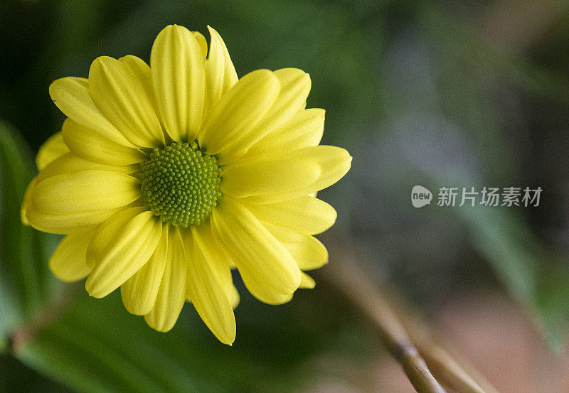 一个黄色非洲菊的特写，在它所有的美丽。