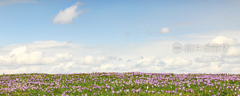 一片以云彩为背景的野生紫色番红花
