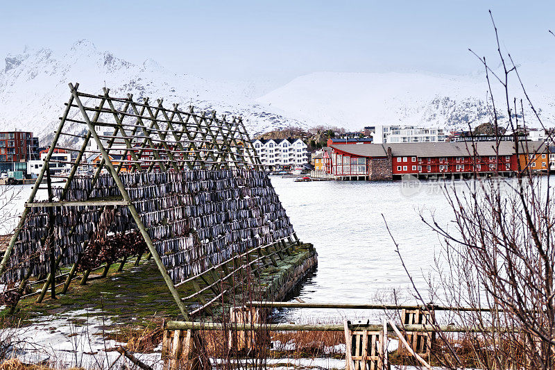 挪威罗浮敦群岛斯沃瓦尔的木架上正在晒鳕鱼