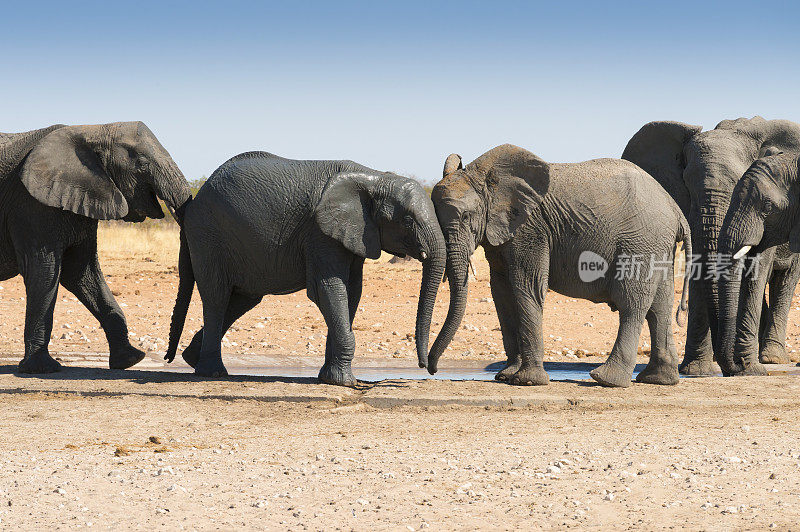纳米比亚和非洲沙漠中的五头大象