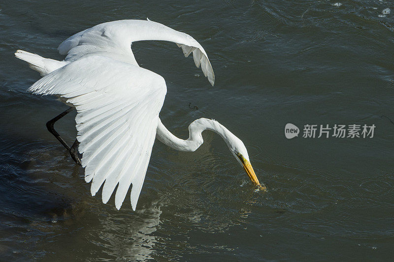 大白鹭在港口水域捕捉小鱼