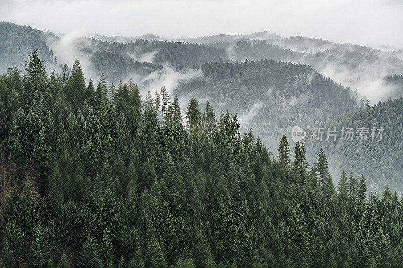雾蒙蒙的针叶林远景