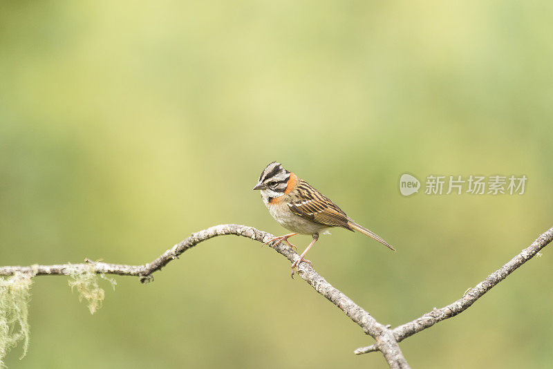 红领麻雀