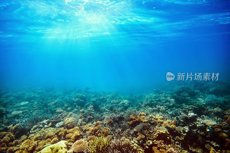 红海上的水下珊瑚礁