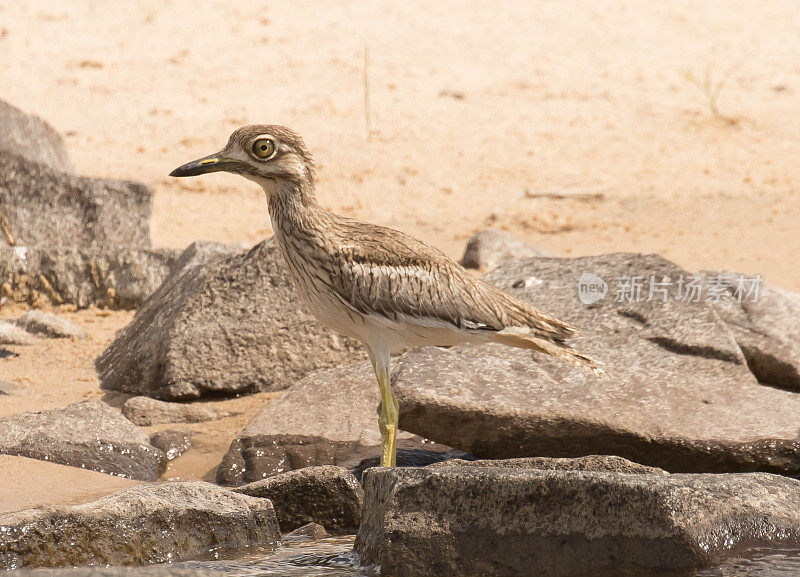 水Thick-Knee