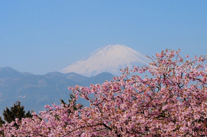 早开的樱花和富士山