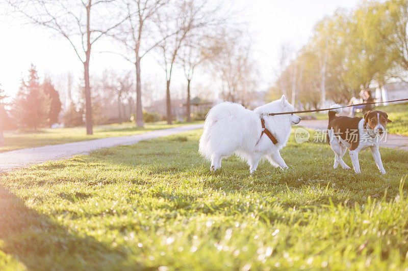 两只狗在公园草坪上玩耍