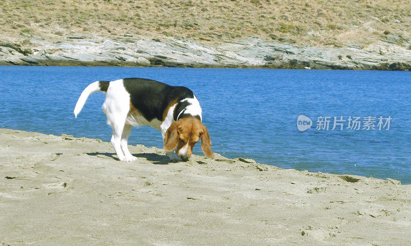 海边的小猎犬