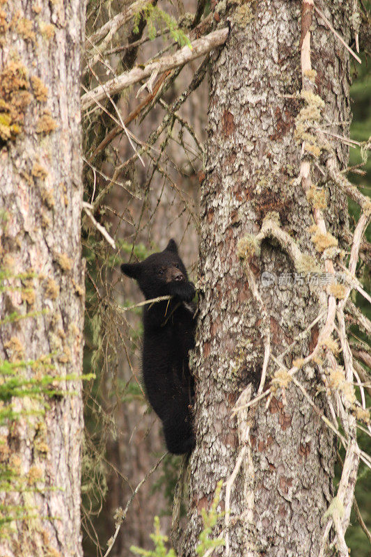 美国黑熊幼崽美洲熊正在爬树