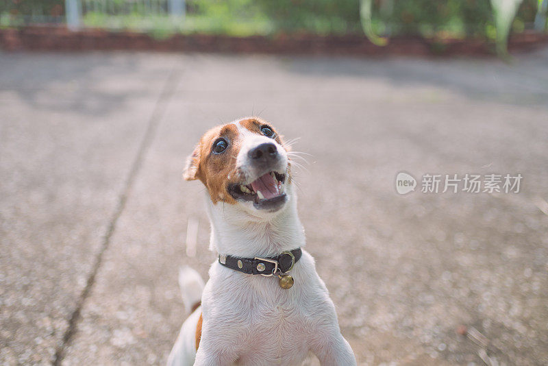 顽皮的杰克罗素梗狗在花园里玩耍