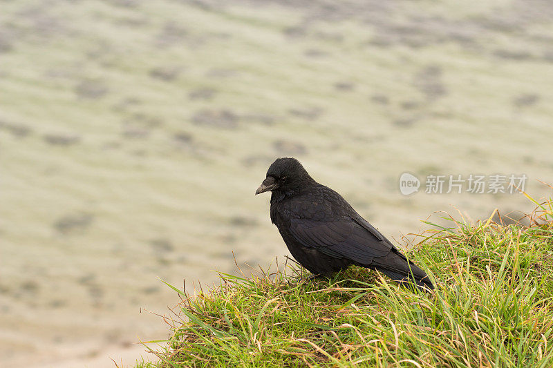 乌鸦