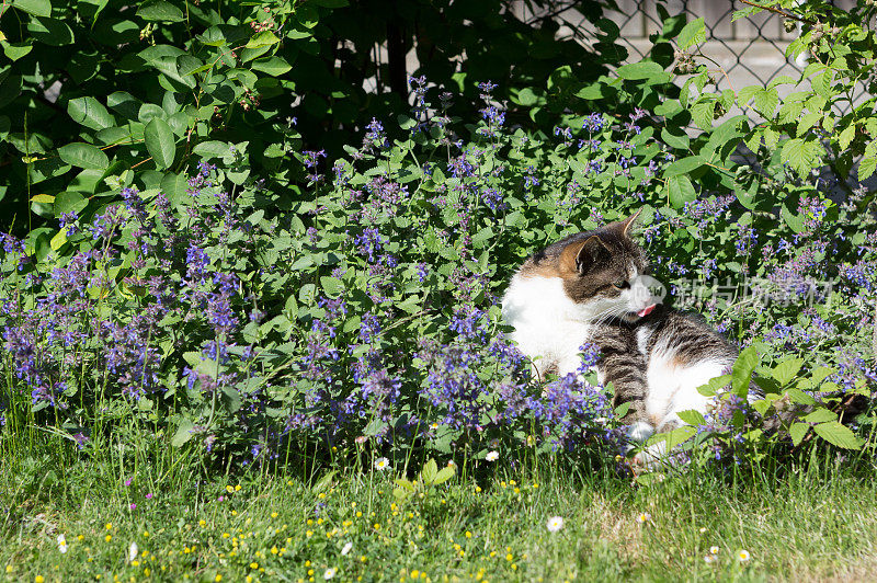 猫在猫薄荷花里