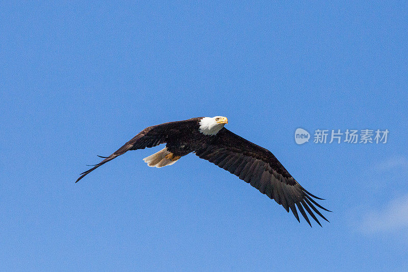 白头鹰在蓝天下飞翔