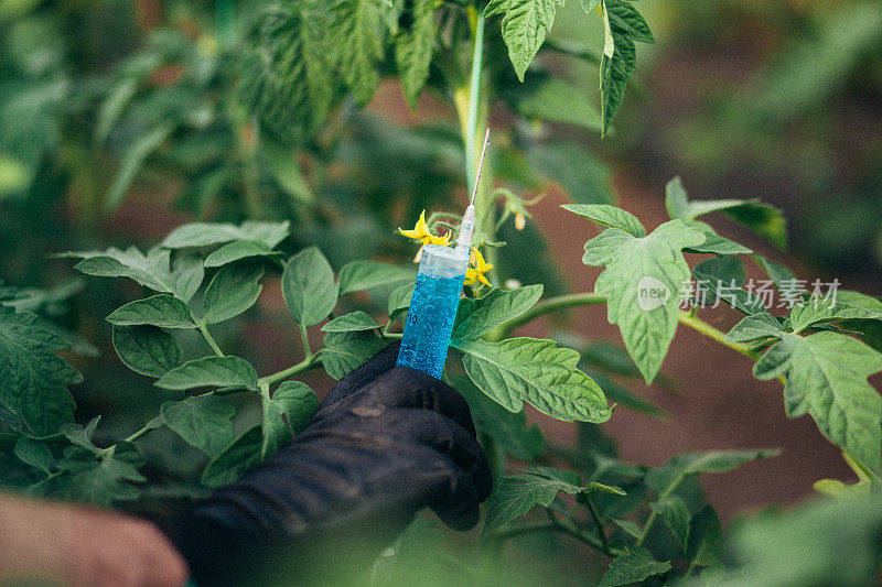 科学家在温室里对植物进行实验