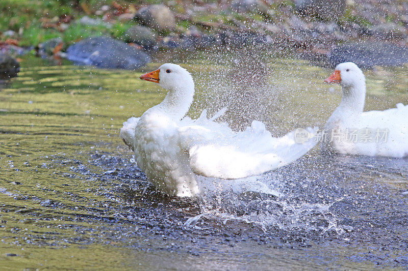 洗澡鹅