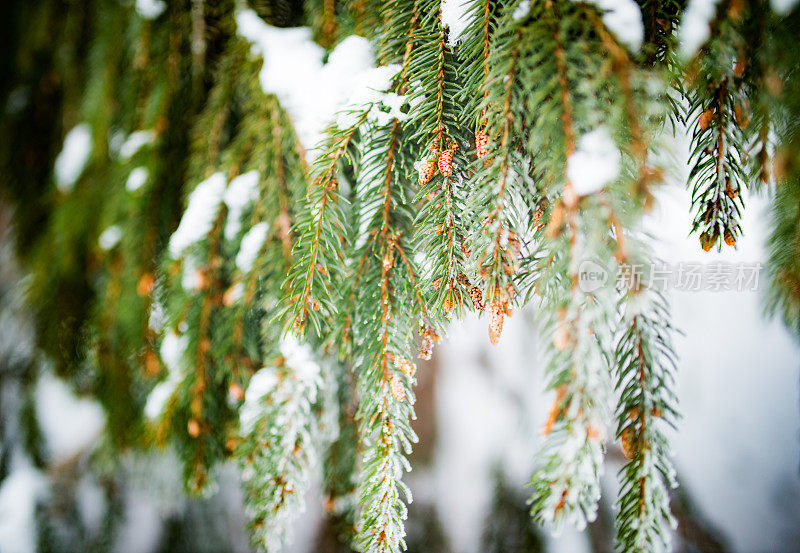 雪中的冷杉枝