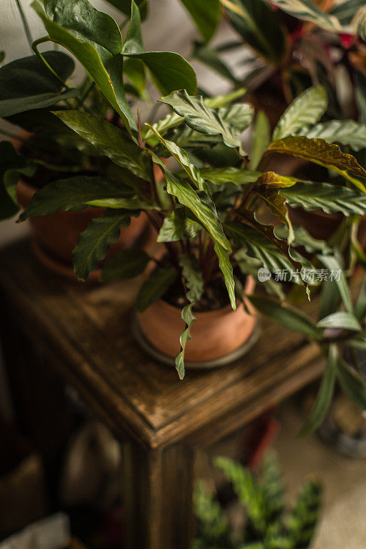 室内植物