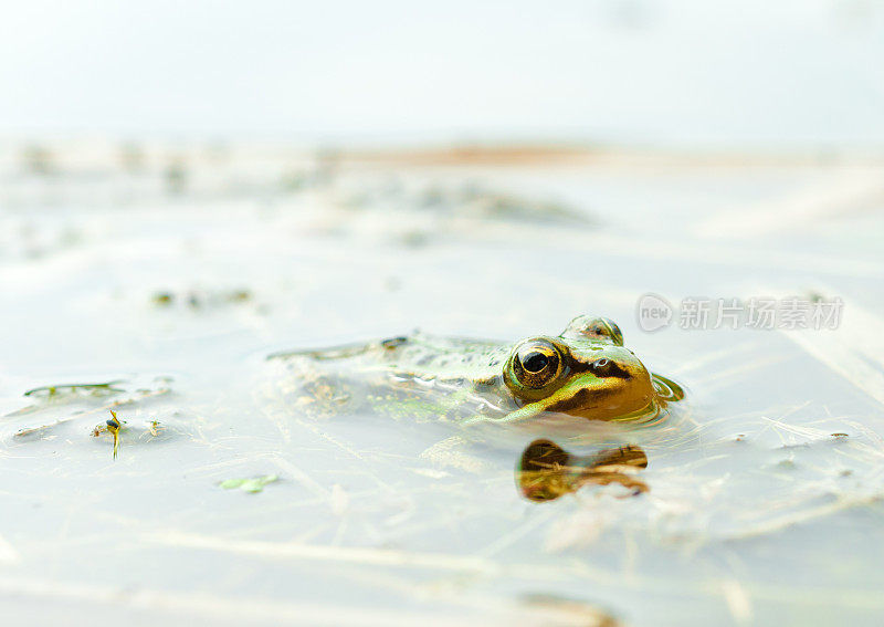 池塘蛙在池塘中与伪装-水蛙蛙蛙课
