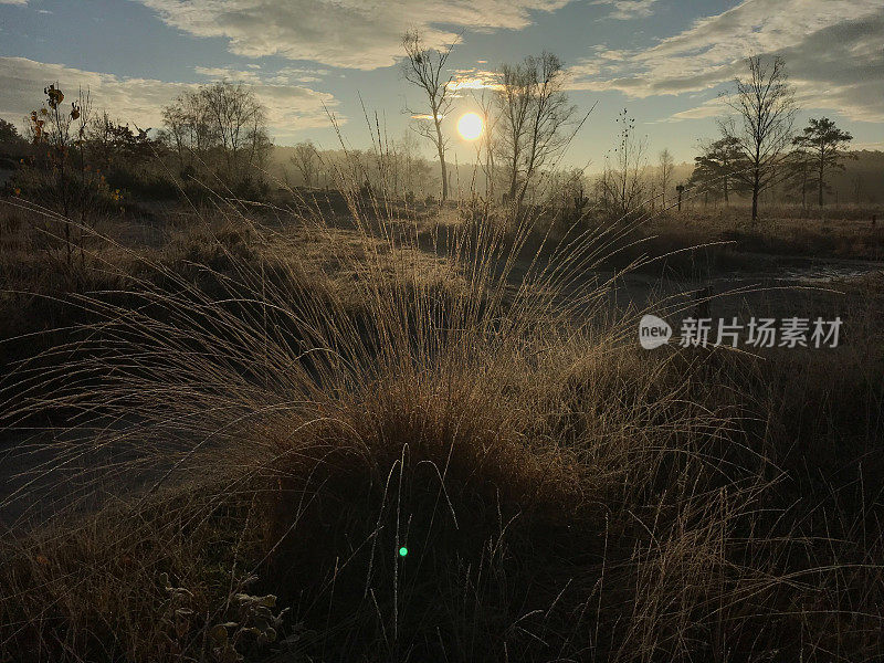 神秘的冬季湿地