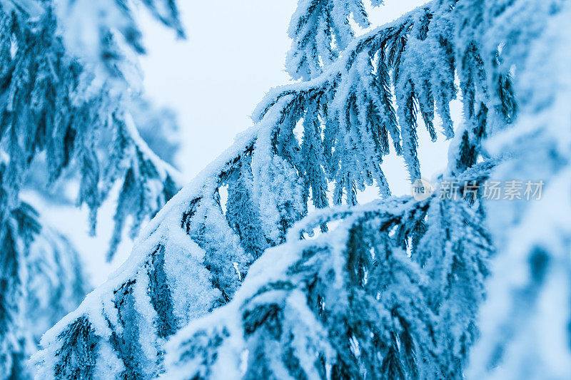 松树枝上缀着雪