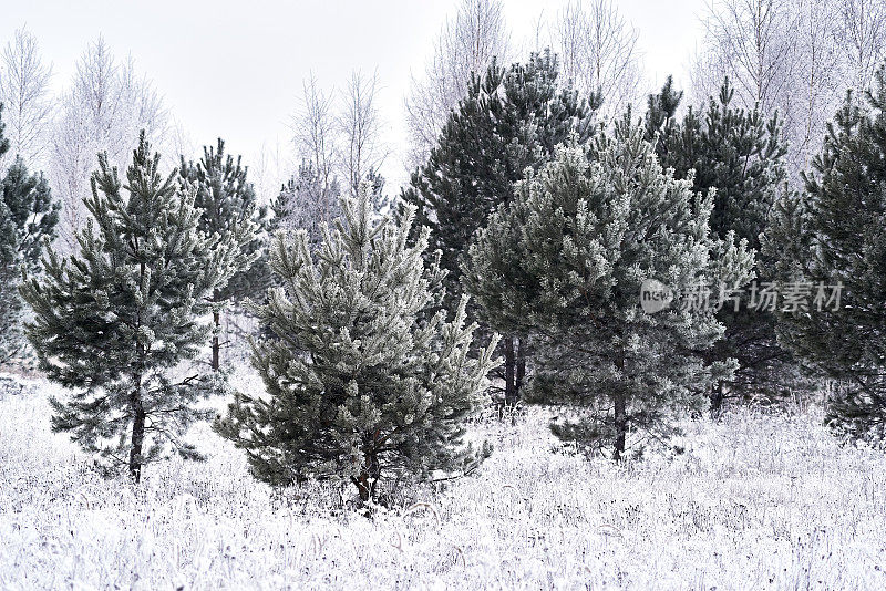 冬天结霜的松树，白茫茫的天空