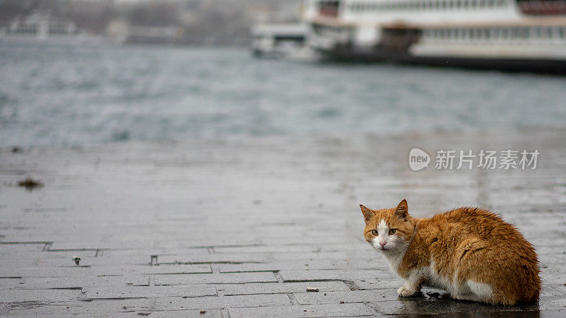 在雨中行走的街头猫