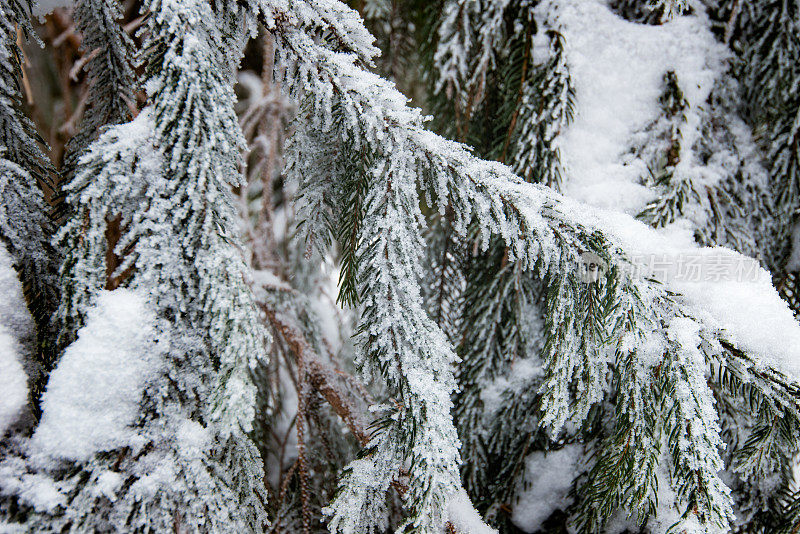 雪中的冷杉枝