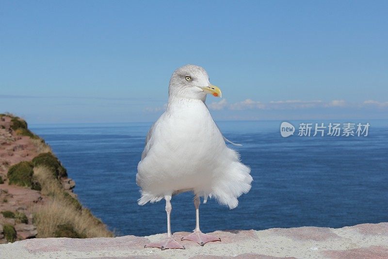 一只白色海鸥的特写镜头，它的羽毛在法国海边随风飘扬