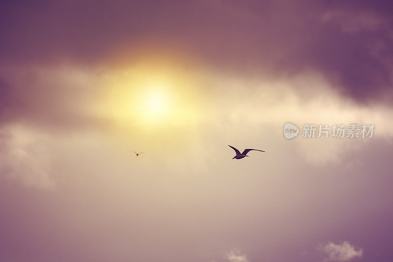 海鸥的飞行和盘旋朝着太阳在一个忧郁的戏剧性多云的天空背景