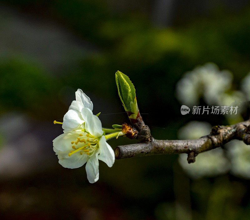 维多利亚梅花