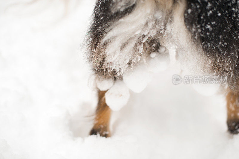 狗毛雪球