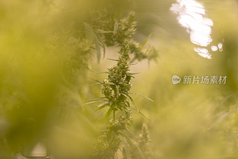 大麻农场