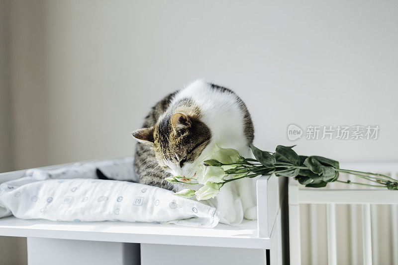 猫闻着一束花